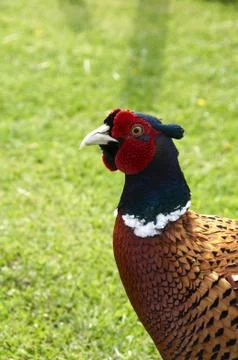 Pheasant Stock Photos