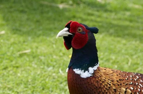 Pheasant Stock Photos