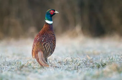 Pheasant Stock Photos