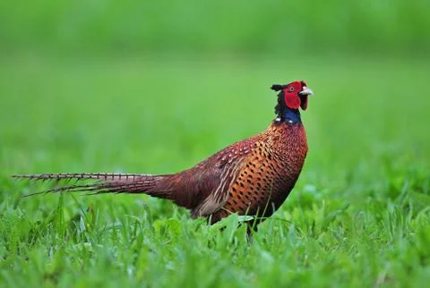 Pheasant Stock Photos