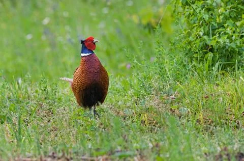 Pheasant Stock Photos