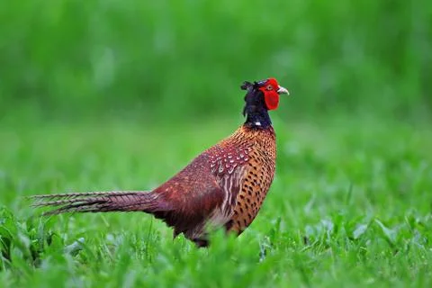 Pheasant Stock Photos