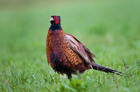 Pheasant Foto stock