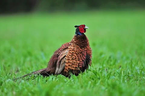Pheasant Foto stock
