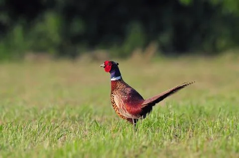 Pheasant Stock Photos
