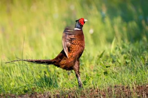 Pheasant Foto stock