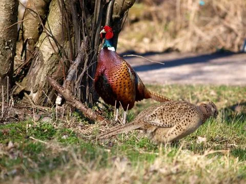 Pheasant Stock Photos