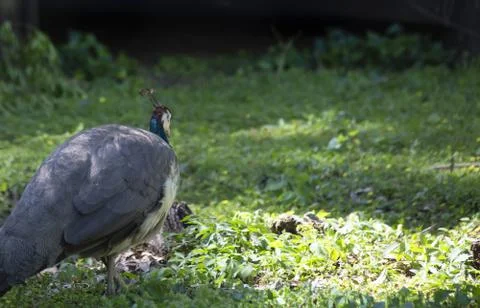 Pheasant Stock Photos