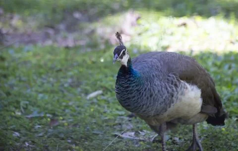 Pheasant Stock Photos