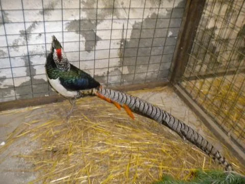 Pheasant Stock Photos