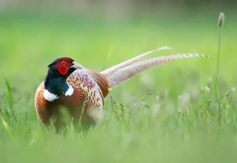 Pheasant Stock Photos