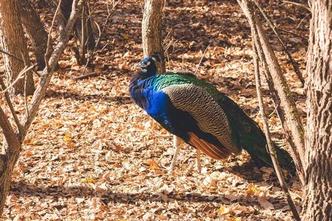 Pheasant Stock Photos