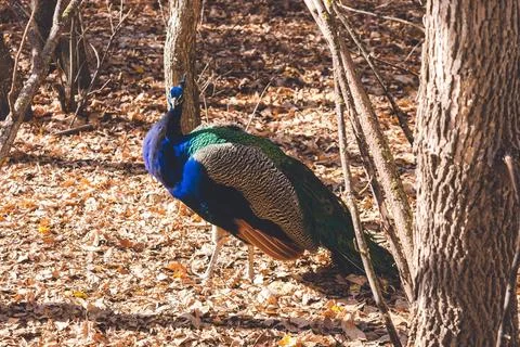 Pheasant Stock Photos