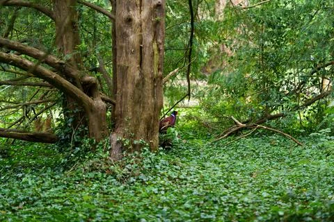 Pheasant Stock Photos