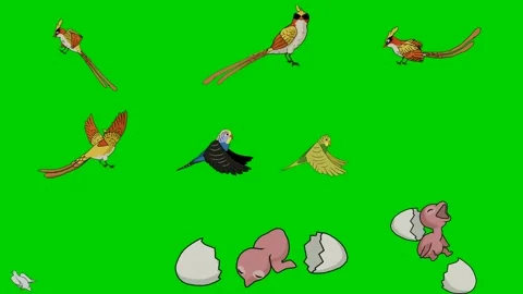 Pheasant Pigeon Dove Bird Egg Hatch Fly Wing Feather 2d animated cartoon Stock Footage 334703305