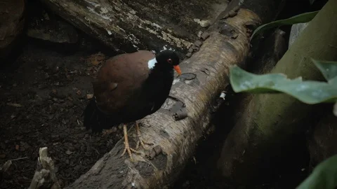 Pheasant pigeon sitting on the log Stock-Footage 99749673