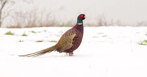Pheasant rooster standing very still on snow covered ground Stock Footage 266221986