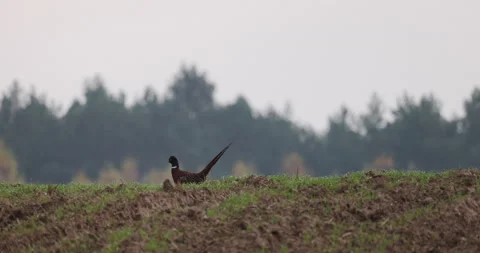 A pheasant running away from the field, 4K slow motion Stock Footage 166565246