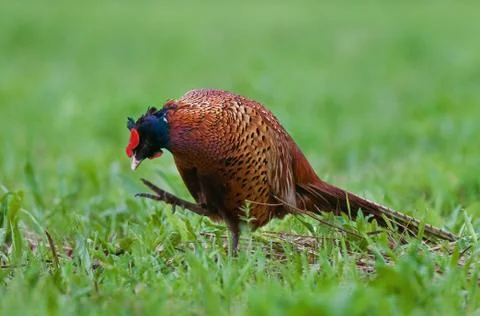 Pheasant scratching it's head Foto stock