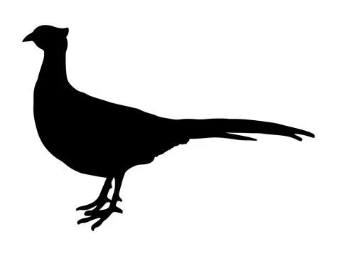Pheasant silhouette vector art Stock Illustration