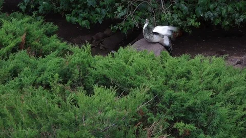 Pheasant sits on a rock in the garden 스톡 동영상 77764290