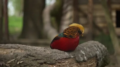 Pheasant sits on tree branch. Stock Footage 276219028