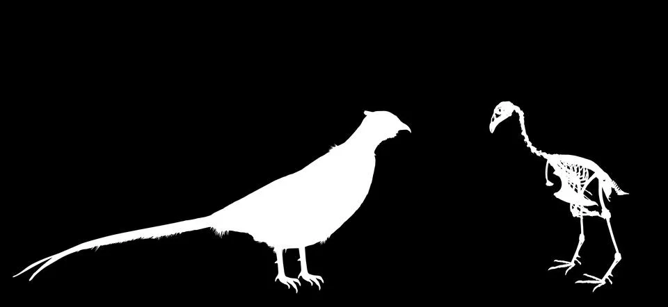 Pheasant skeleton vector silhouette illustration isolated Stock Illustration