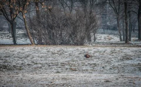 A Pheasant in the Snow Stock Photos
