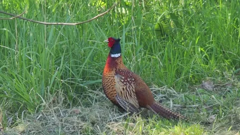 Pheasant standing on the grass in its natural habitat Stock Footage 329182695