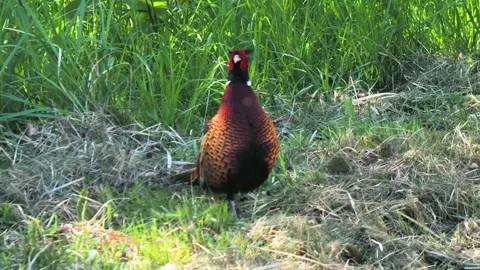 Pheasant standing on the grass in its natural habitat Stock Footage 329182716