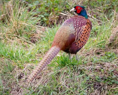 Pheasant standing in grass Stock Photos