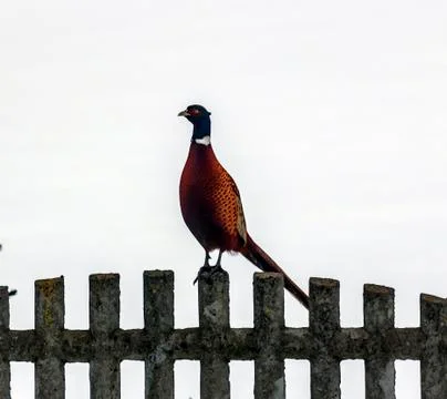 Pheasant standing on stone fence Stock Photos
