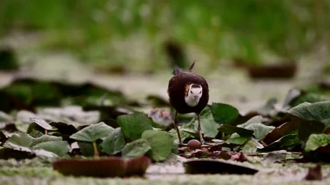 Pheasant Tailed Jacana Approaching Egg While Tiny Chick Follows Behind Stock Footage 346006478