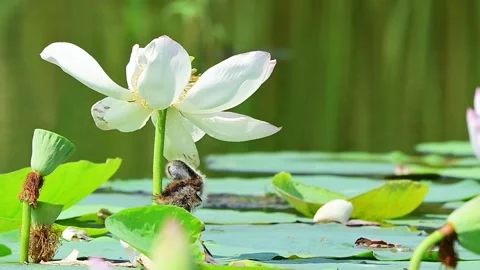 Pheasant Tailed Jacana Baby Exploring Natural Lotus Field Habitat 스톡 동영상 341695307