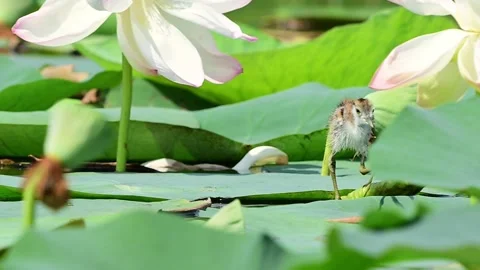 Pheasant Tailed Jacana Baby Exploring Natural Lotus Habitat 스톡 동영상 341695318