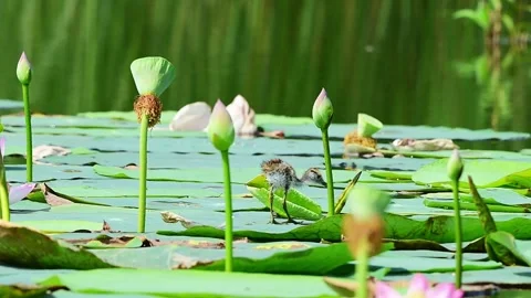 Pheasant Tailed Jacana Baby Exploring Natural Lotus Habitat in morning 스톡 동영상 341695560