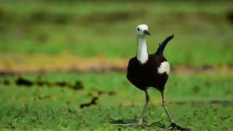 Pheasant-tailed Jacana in Breeding Plumage Navigating Floating Lake Plants Stock Footage 340863659