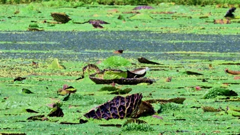 Pheasant-tailed Jacana Chick Hiding on Mother Among Spiky Euryale Leaves Stock-Footage 340864004