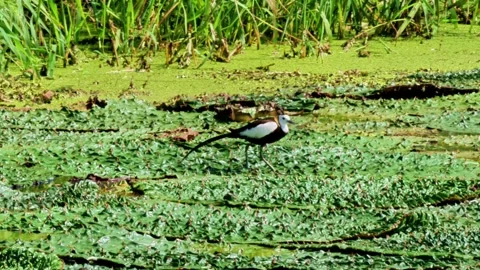 Pheasant-tailed Jacana on Euryale Leaves Stock-Footage 340863900