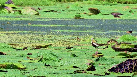 Pheasant-tailed Jacana on Euryale Leaves Stock-Footage 340863931
