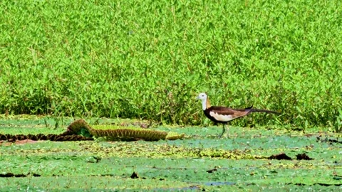 Pheasant-tailed Jacana on Euryale Leaves Stock-Footage 340864126