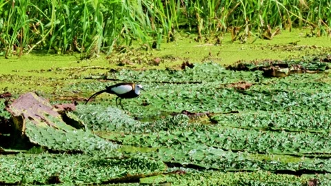 Pheasant-tailed Jacana on Euryale Leaves Stock Footage 340864146
