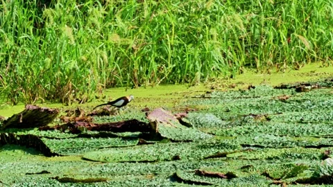 Pheasant-tailed Jacana on Euryale Leaves Stock-Footage 340864147