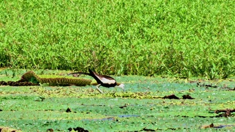 Pheasant-tailed Jacana on Euryale Leaves Stock-Footage 340864149