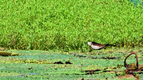 Pheasant-tailed Jacana on Euryale Leaves Stock Footage 340864279