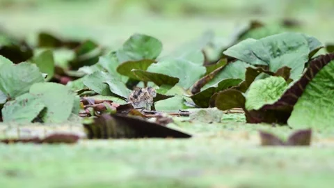 Pheasant Tailed Jacana Father Approaching Newly Hatched Chick on Lily Pads Vídeos de archivo 345888095
