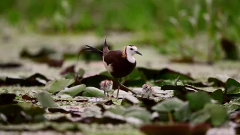 Pheasant Tailed Jacana Father Walking with Tiny Chicks in Wetland Stock Footage 346006441