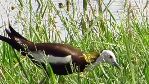 Pheasant Tailed Jacana Stock Footage 80744783