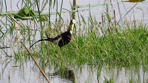 Pheasant Tailed Jacana Stock Footage 80794790