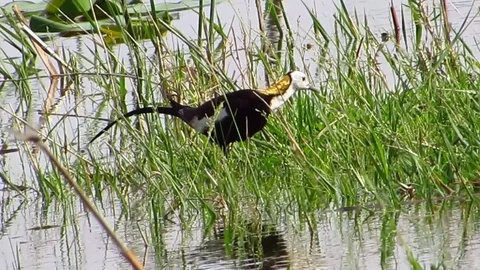 Pheasant Tailed Jacana Stock Footage 80849070